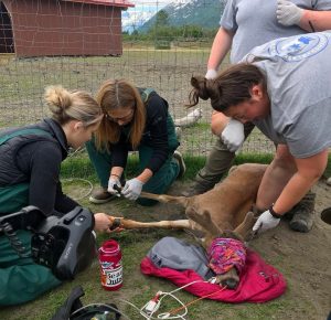 Dr. Oakley, Yukon Vet team checking up on the Sitka black tailed deer