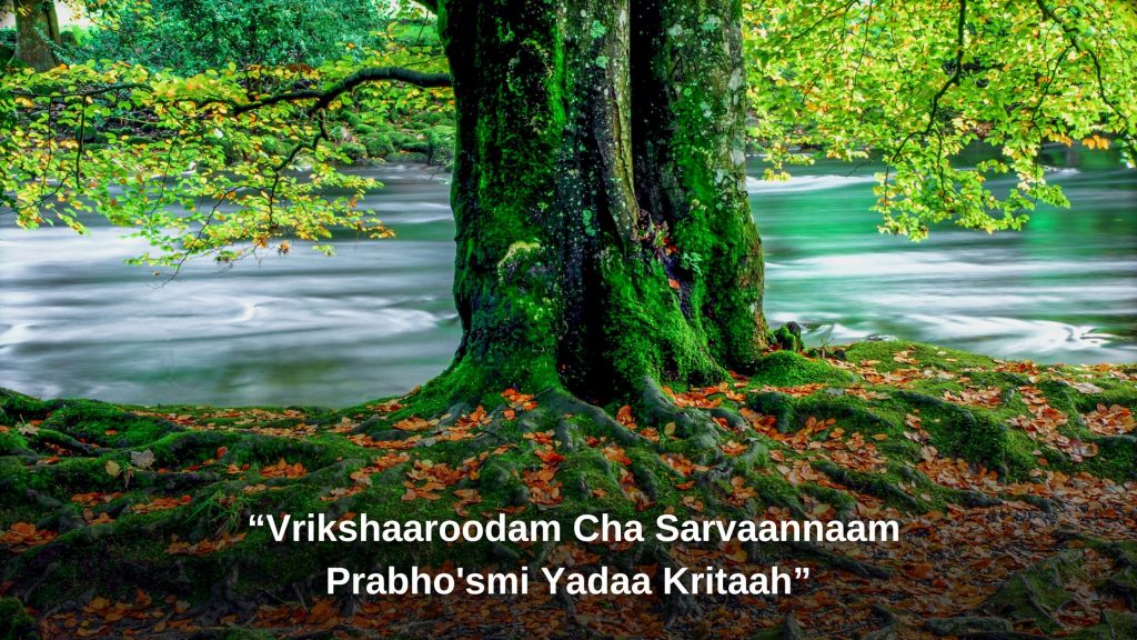 Vrikshaaroodam Cha Sarvaannaam Prabho'smi Yadaa Kritaah