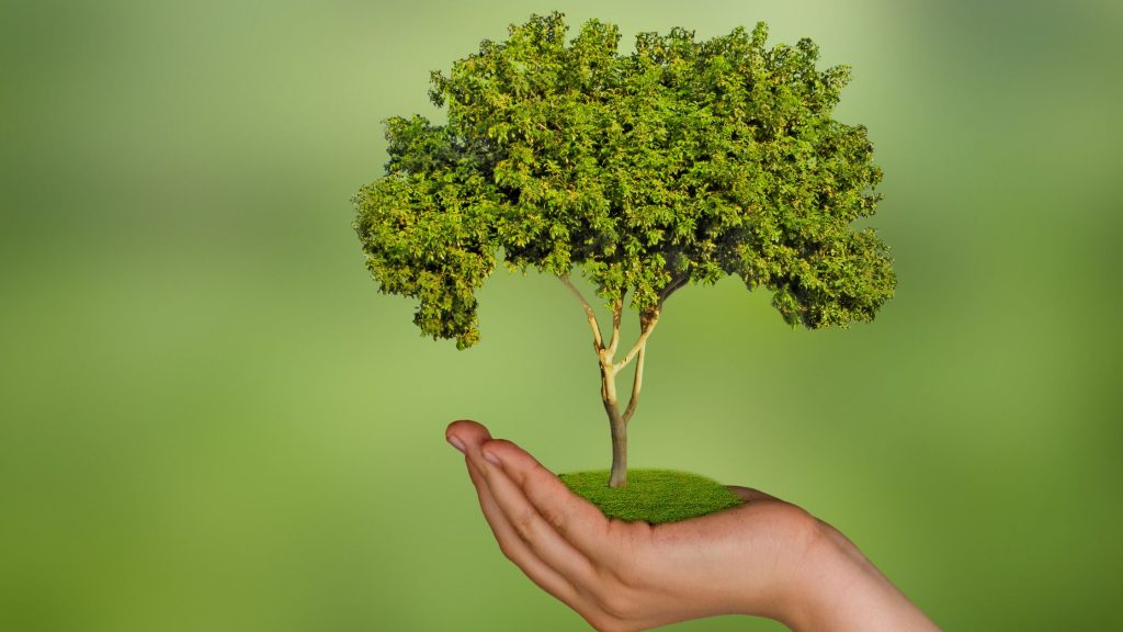 A demo tree in a hand.