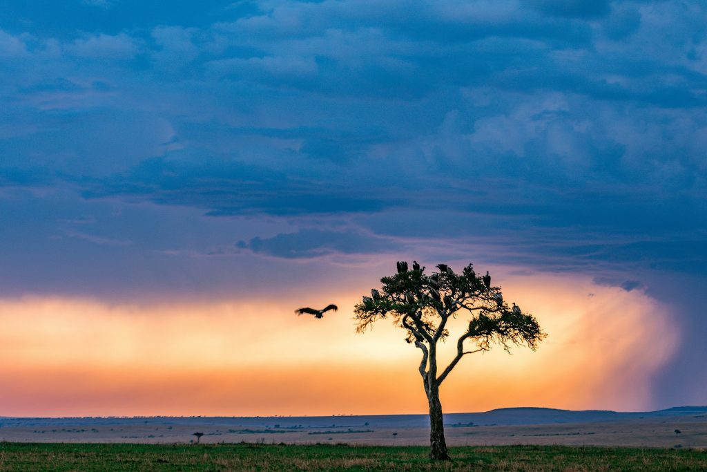 A bird flying in the sky nearby a tree